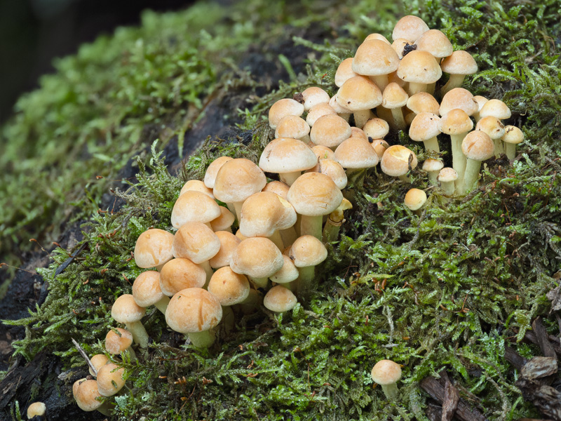 Hypholoma fasciculare